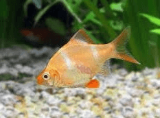 Albino Tiger Barb 3cm