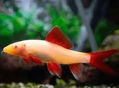 Albino Rainbow Shark 5cm