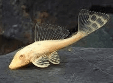 Albino Sailfin Pleco 5cm x 5pc