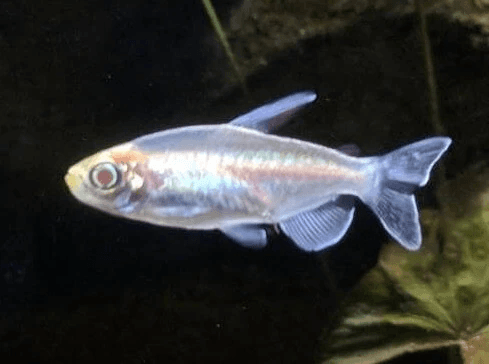 Albino Congo Tetra 3cm