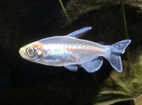 Albino Congo Tetra 3cm