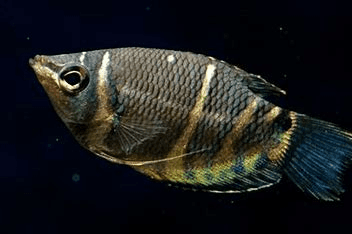 Chocolate Gourami 3cm