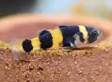 Bumblebee Goby 1.5-2cm