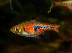 Espei Rasbora 2cm