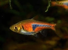 Espei Rasbora 2cm