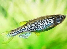 Leopard Danio 2.5cm