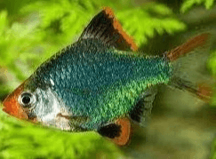 Green Tiger Barb 3cm