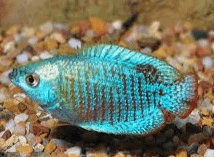 Neon Dwarf Gourami 3cm