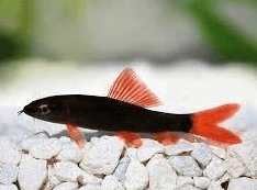 Rainbow Shark 5cm