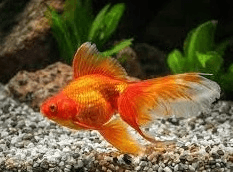 Red Ryukin 6cm x 5pc