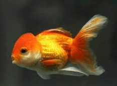 Red Oranda 6cm x 5pc