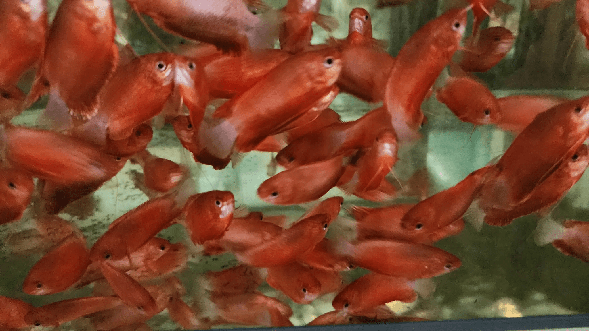 Red honey gourami 3-4cm