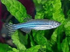 Zebra Danio 2.5cm