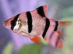 Tiger Barb