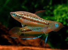 Sparkling Gourami 2cm