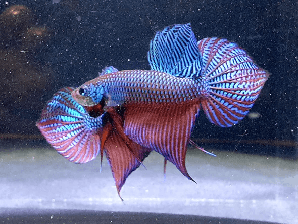 Betta Smaragdina
