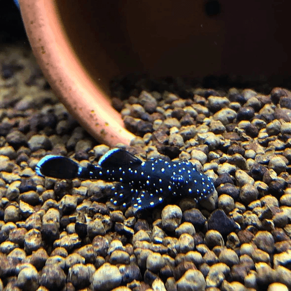 Ancistrus Dolichopterus L183