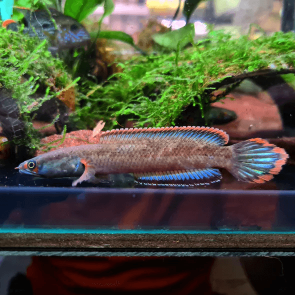 Channa sp. 'Fire & Ice'