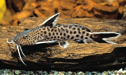 Synodontis Petricola