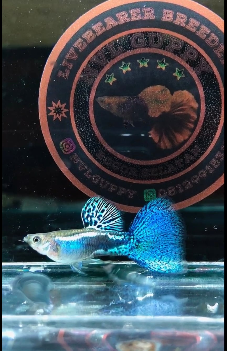 Guppy Blue Grass big dorsal big tail