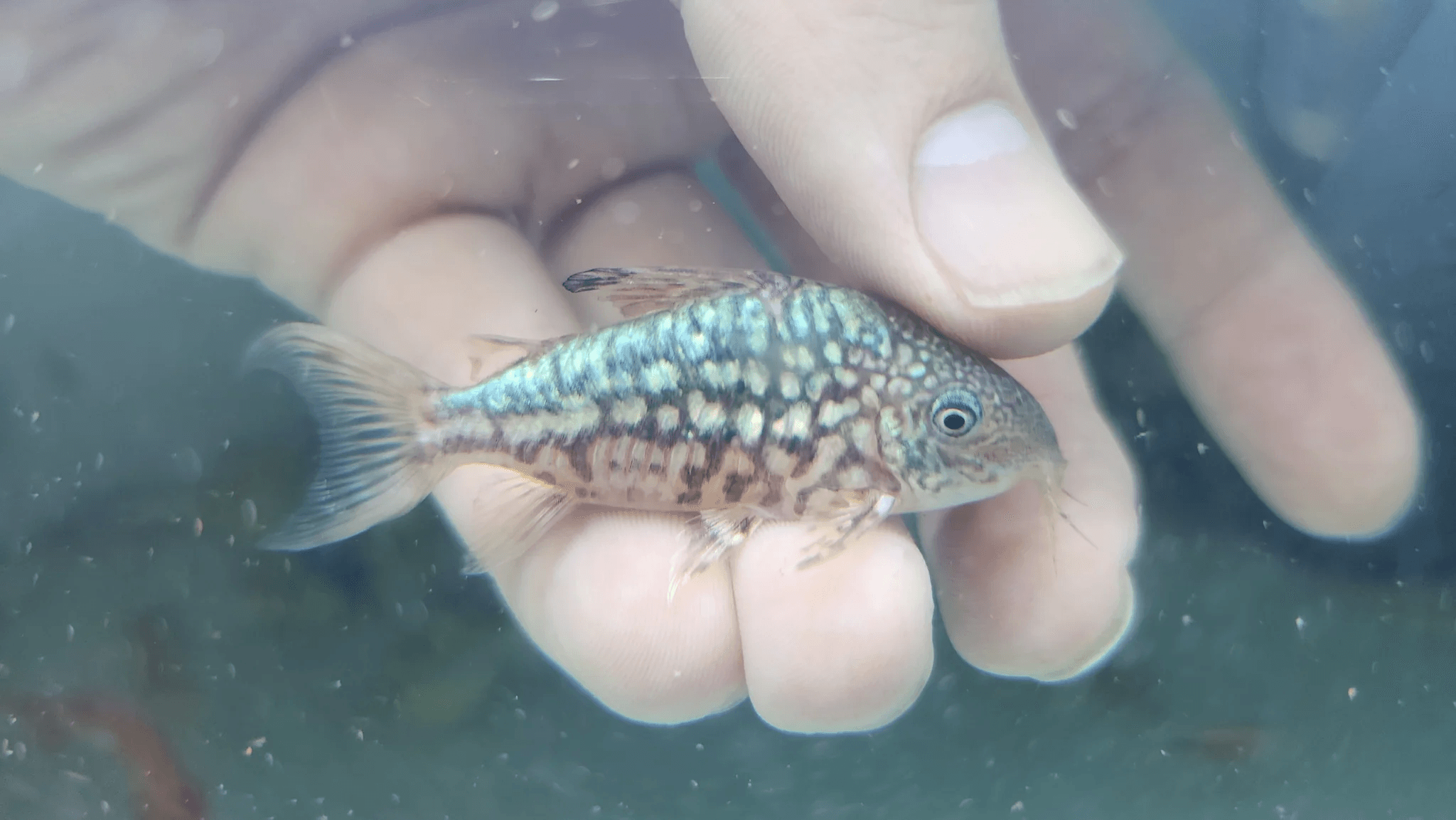 Corydoras pantalanensis 4cm