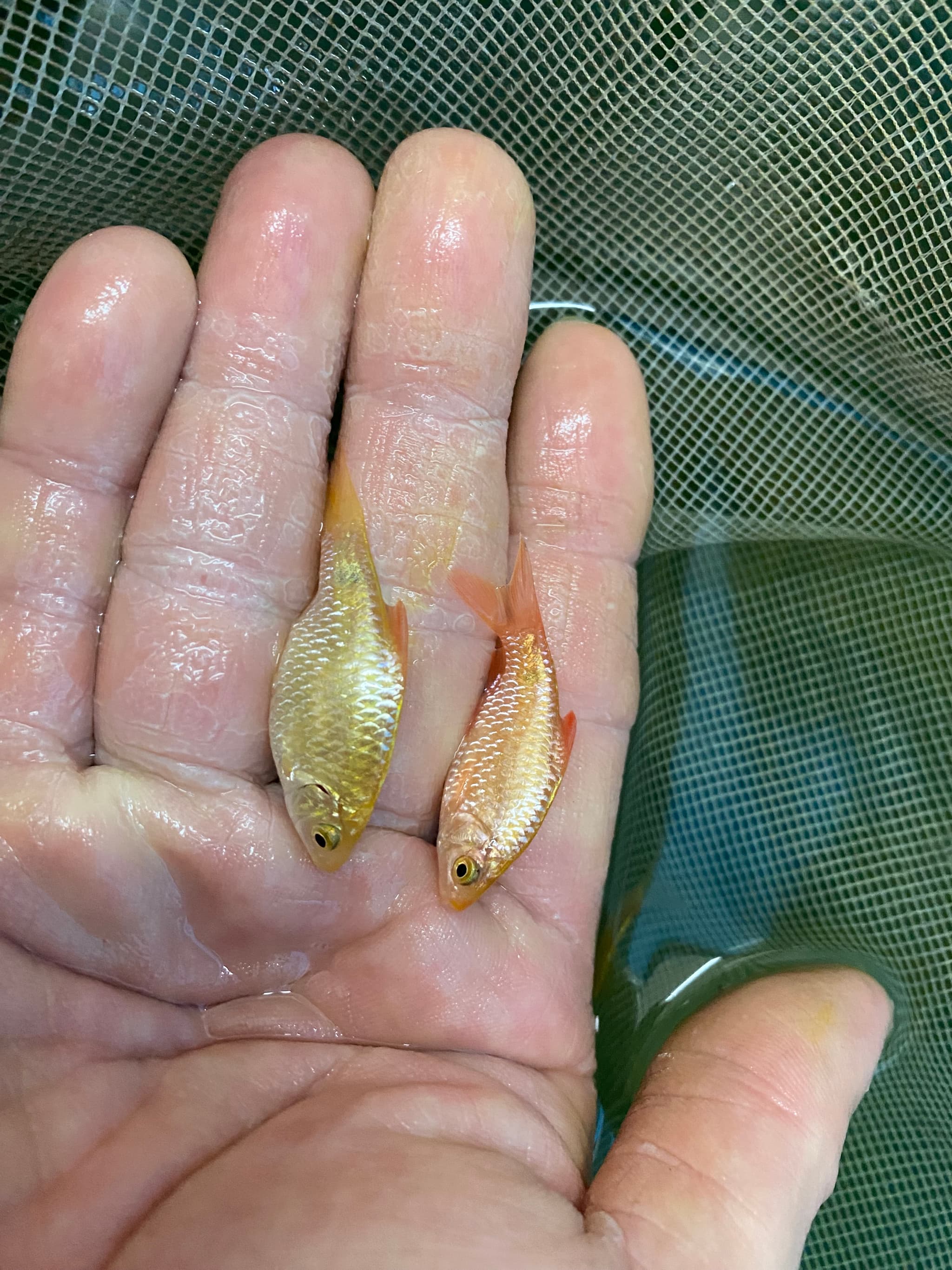 Rosy Barb live feeders