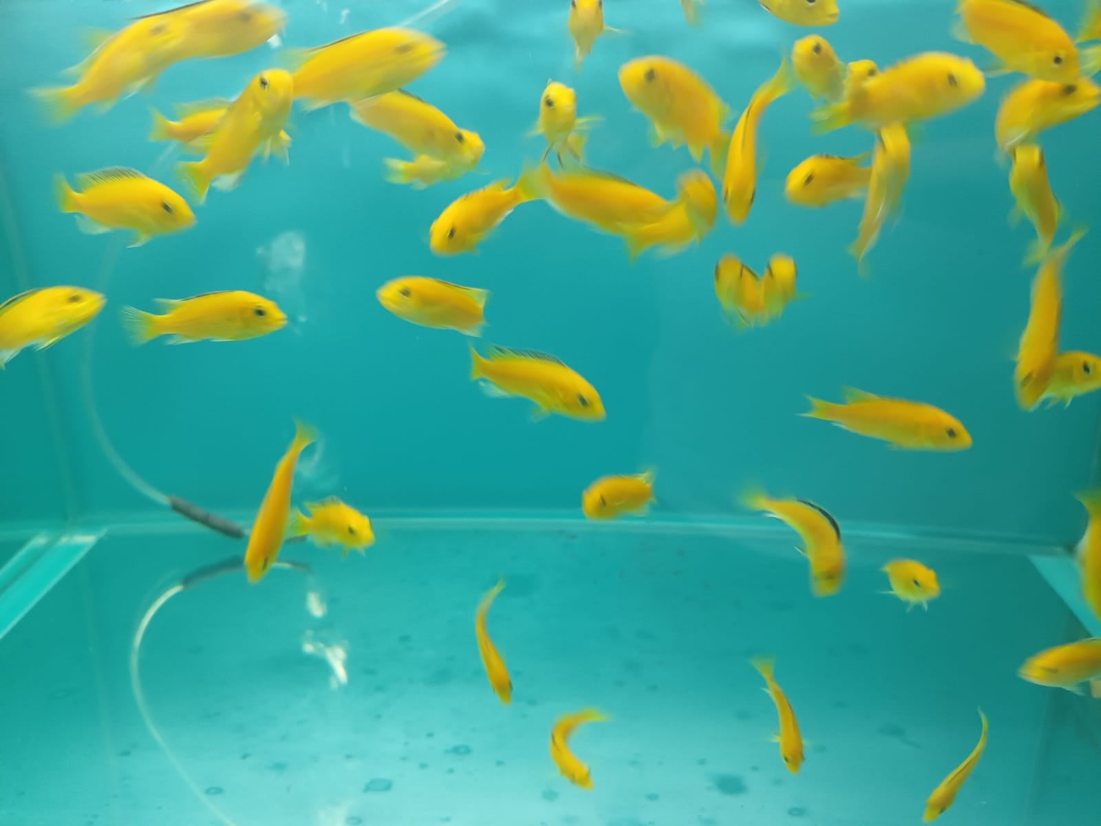 CC-3061Yellow Lemon Lab Cichlid