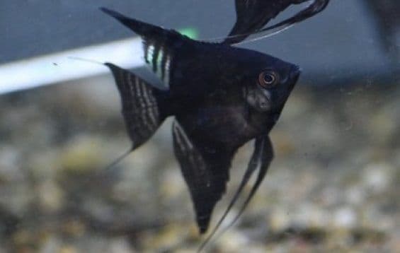 Black angelfish