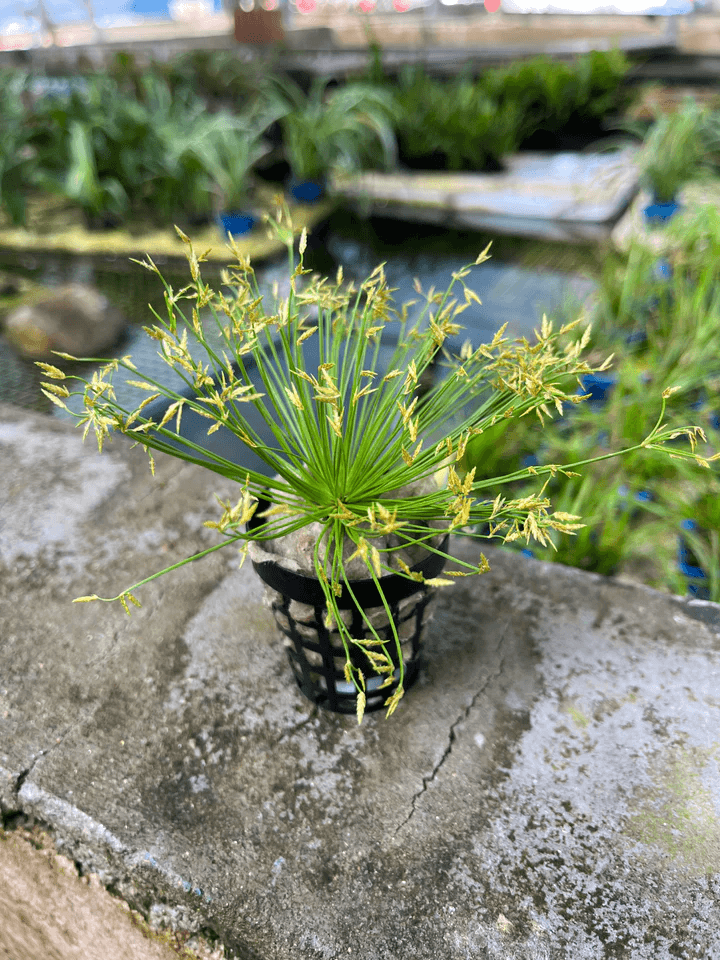 Cyperus Haspan