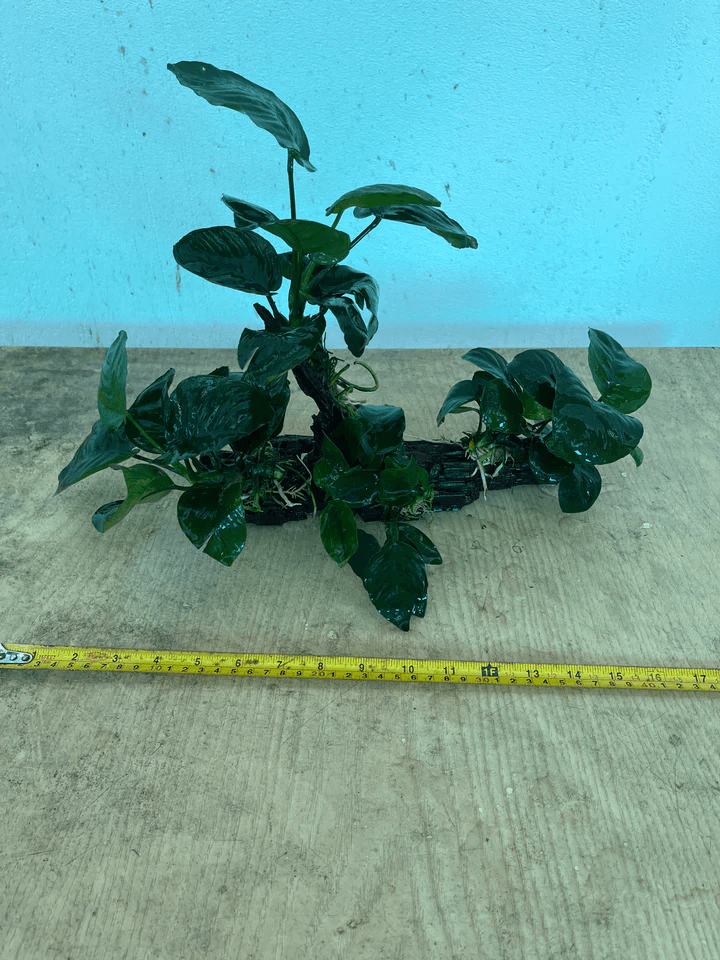 Anubias Barteri (Wood M Size)