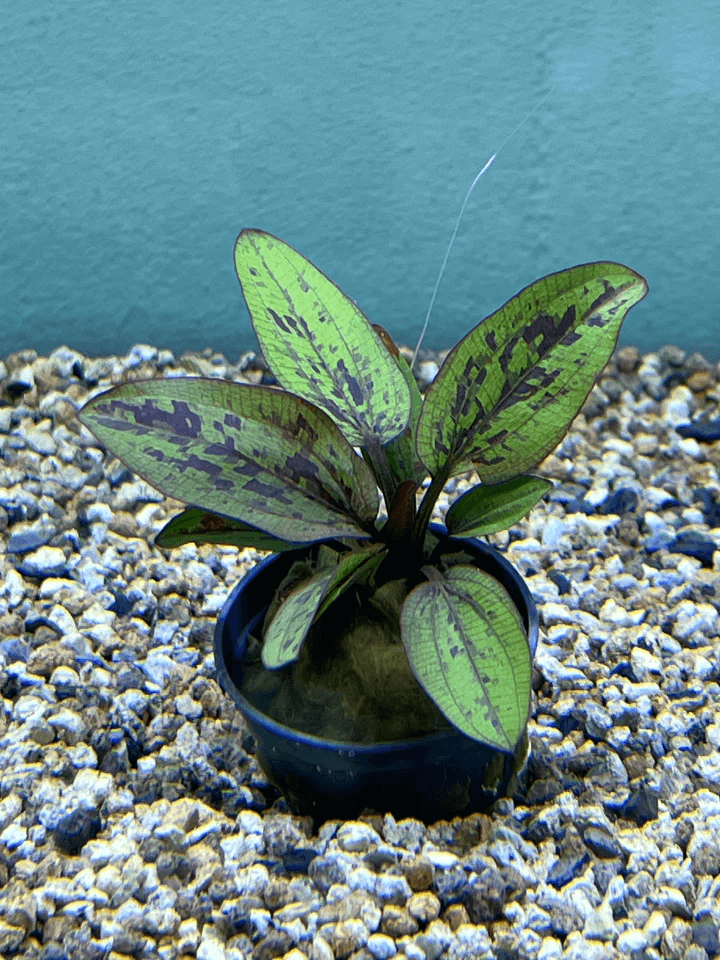 Echinodorus Chocolate Marble