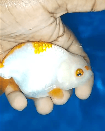 Red white ranchu 10cm