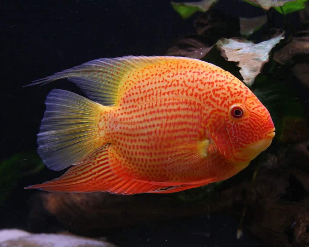Red Spotted Severum 10cm