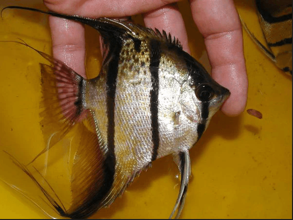 Pterophyllum scalare " Peru Red Spot' Angelfish