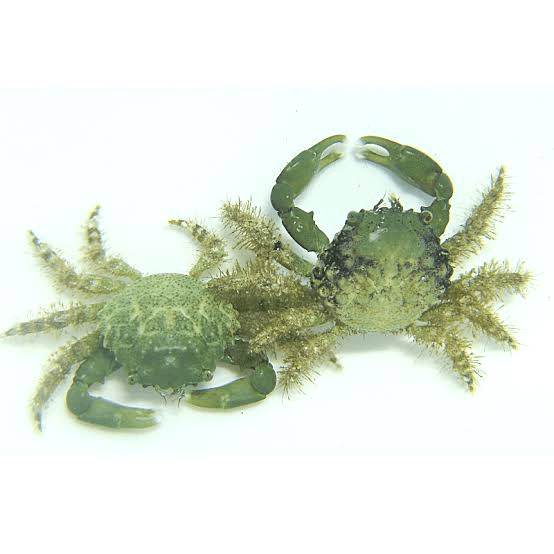 Emerald Crabs