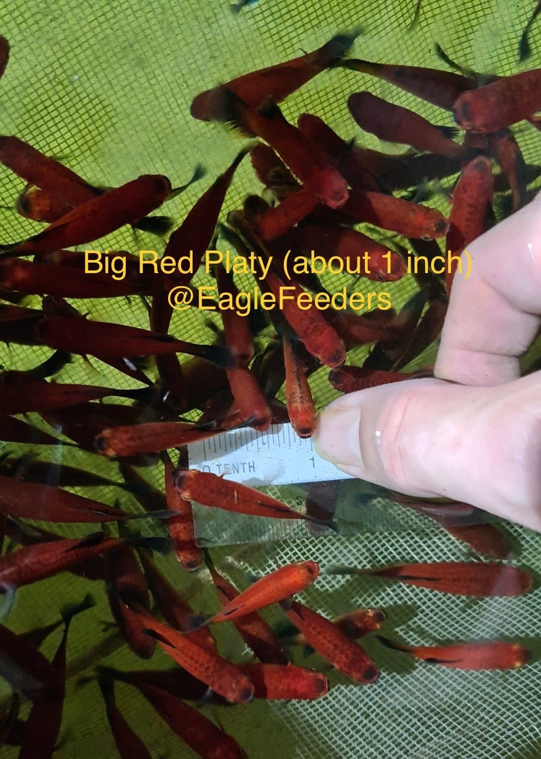 Red Platy live feeders (at least 1 inch)