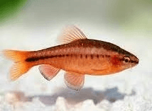 Cherry Barb 3cm