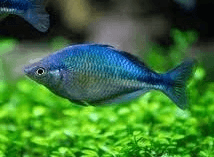 Blue Rainbow 4cm x 5pc