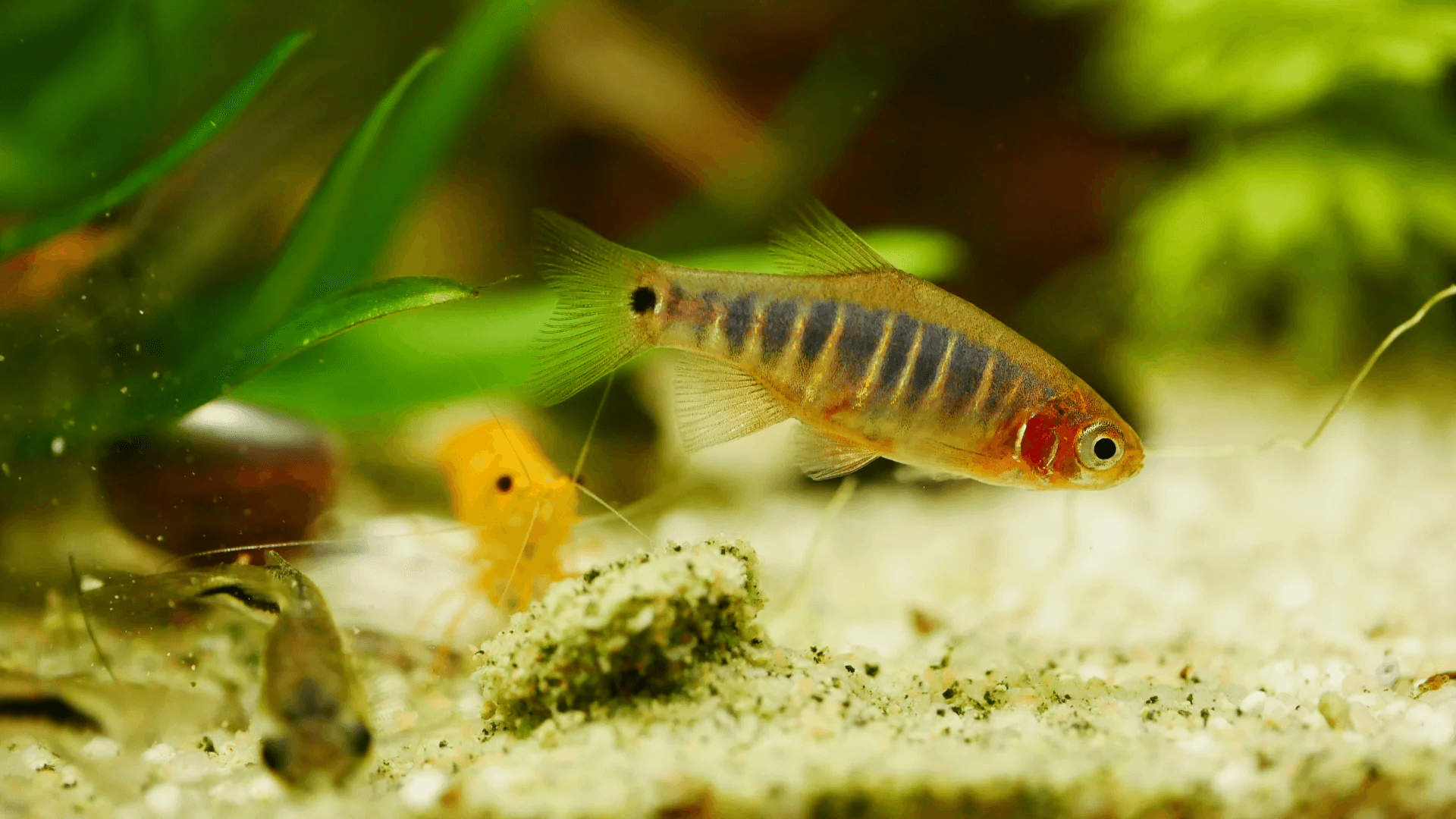 Microrasbora erythromicron 2cm