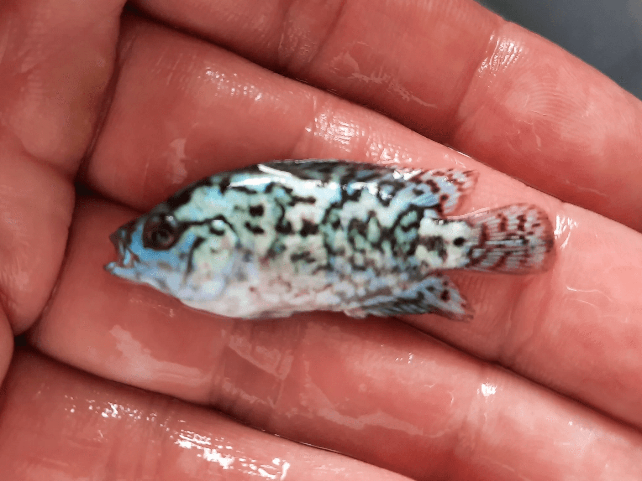 Electric blue dempsey 5cm