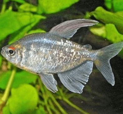 Diamond tetra 2.5cm