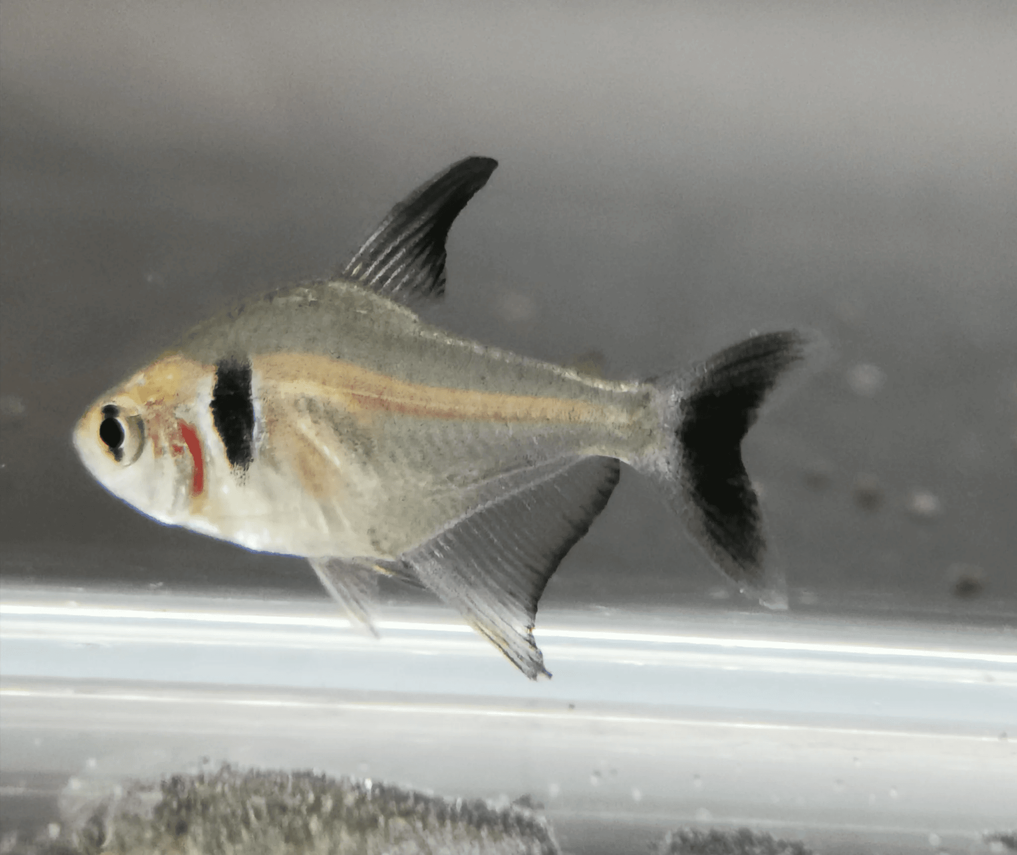 Black phantom tetra 2.5cm