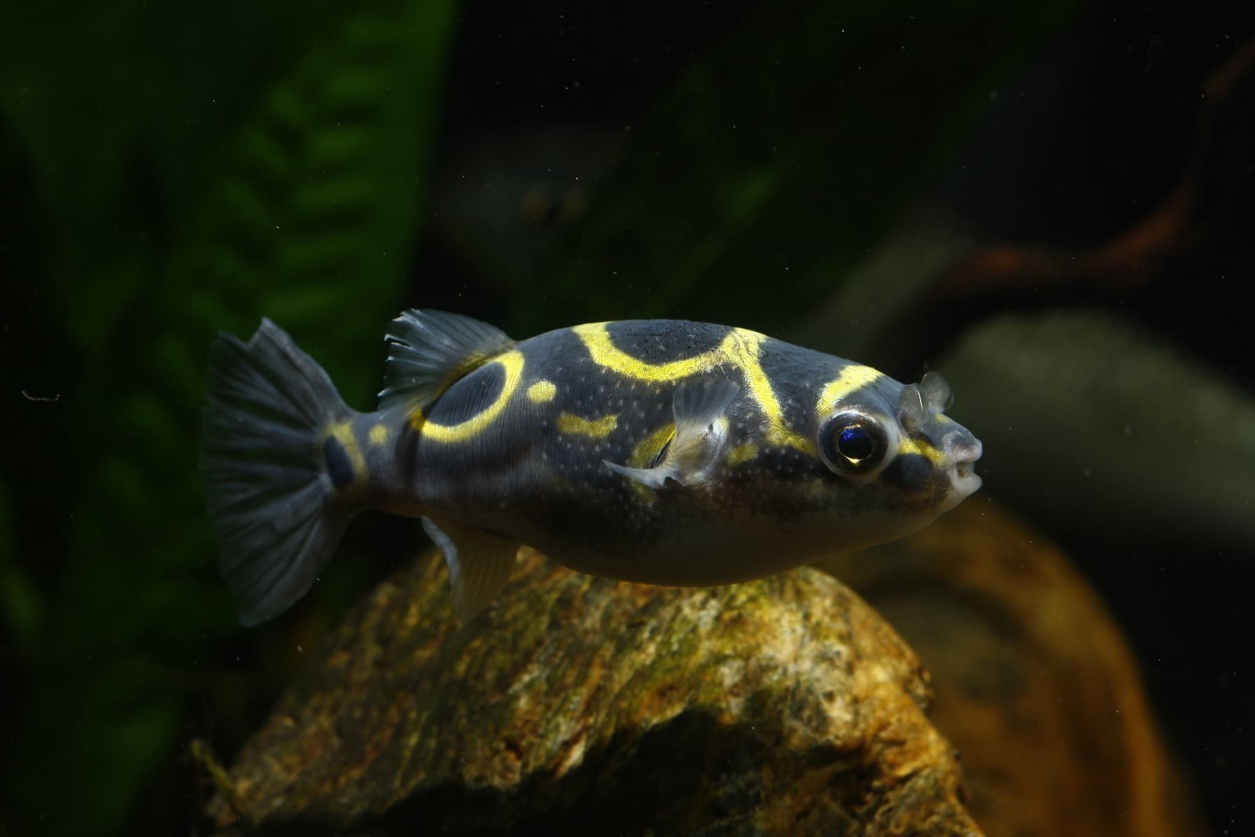 Figure Eight Puffer