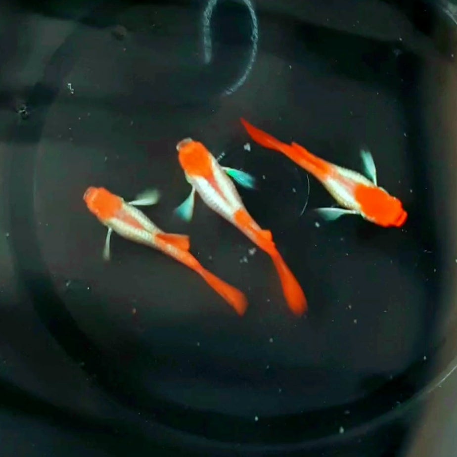 Guppy Albino Platinum Koi White Ear