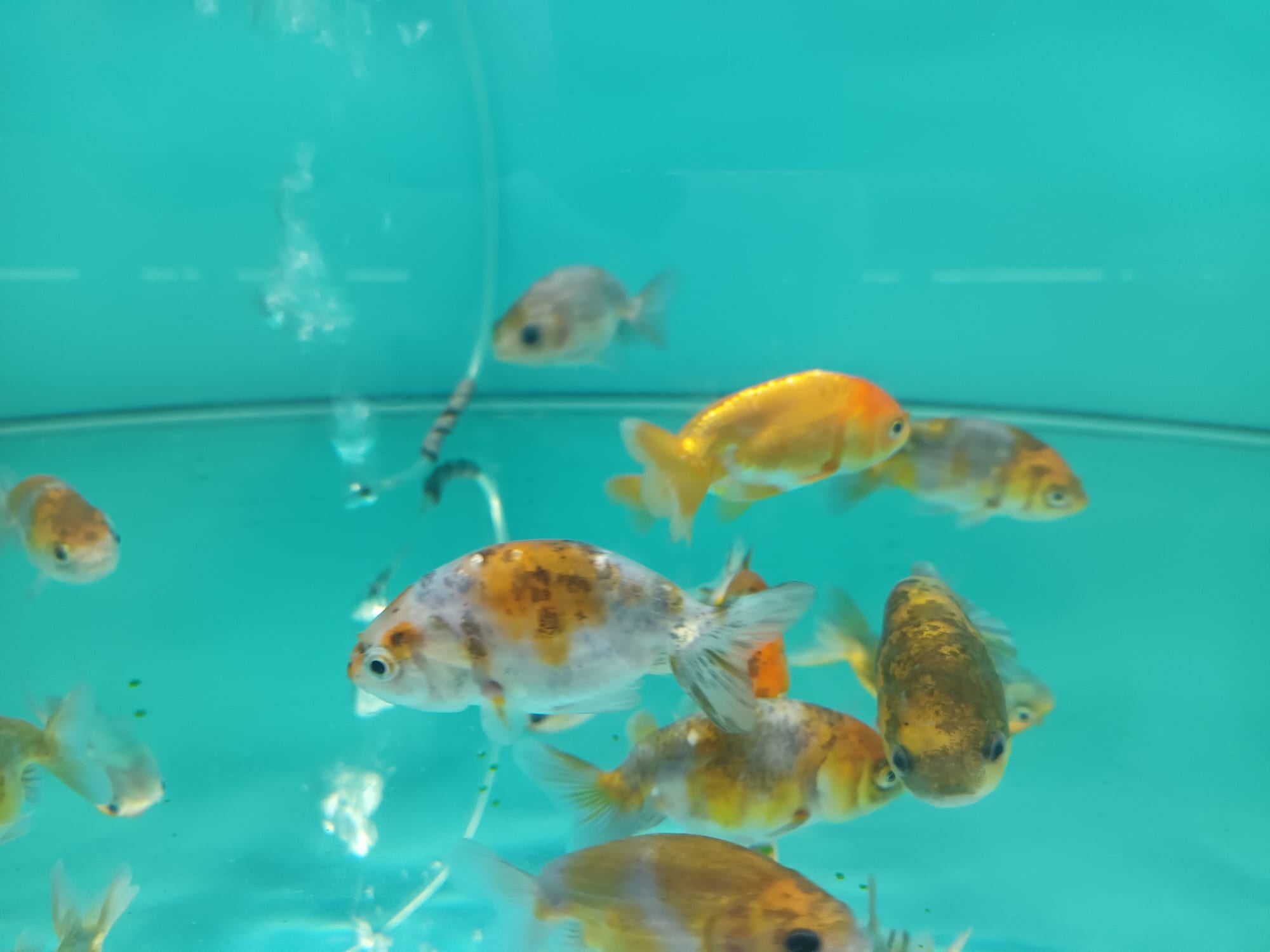 Calico Ranchu GG-1785