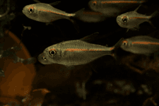 Hyphessobrycon sp. Super Red Line