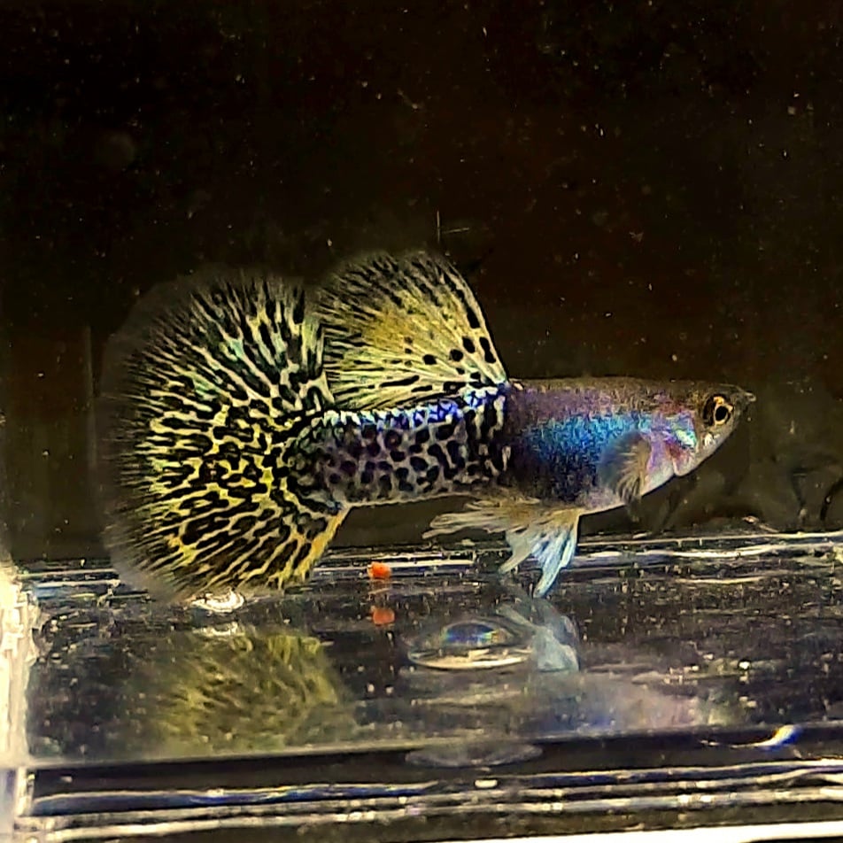 Guppy Metal Yellow Dragon Halfmoon
