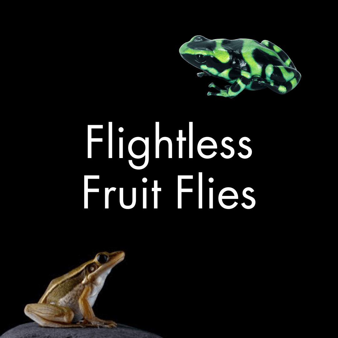 Flightless Fruit Flies