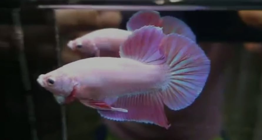 Betta Pinky Boy