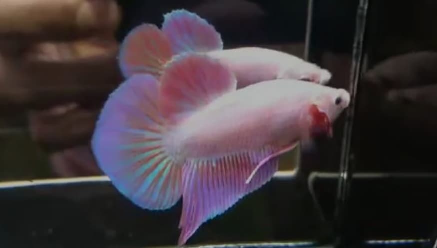 Pink Boy Betta